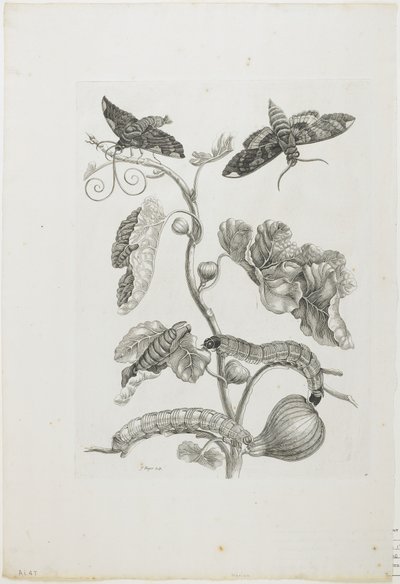 Schmetterlinge, Raupen und Pflanze von Maria Sibylla Merian